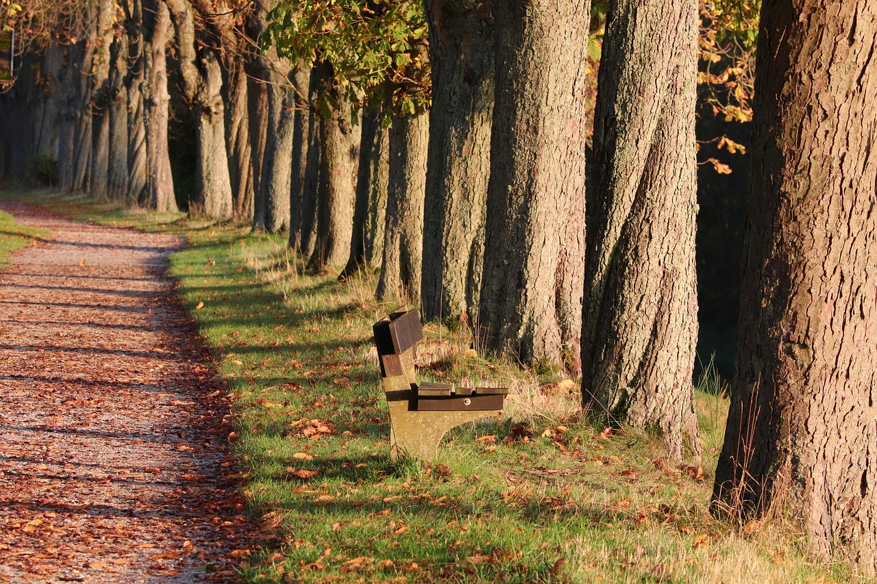 Passeggiata tra castagni secolari e viste mozzafiato: l’itinerario segreto sul Lago Maggiore